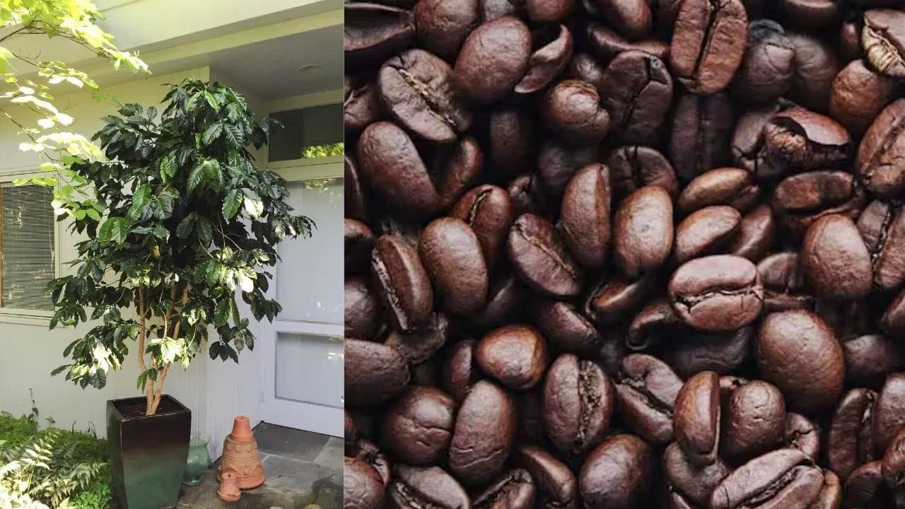 કોફી બનાવ્યા પછી બચેલો પાવડર પણ છોડ માટે ખૂબ ફાયદાકારક છે. તેમાં નાઇટ્રોજનની સારી માત્રા હોય છે, જે છોડને લીલાછમ રાખવામાં મદદ કરે છે. આ પાવડરને તમે સીધા માટીમાં મિક્સ કરી શકો છો, જેના કારણે જમીનની ગુણવત્તા સુધરે છે અને છોડની જડોને હવા મળવામાં સરળતા થાય છે.