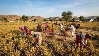 પાટણના ખેડૂતો બિનપિયત ચણાની ખેતી દ્વારા મેળવી રહ્યા છે વીઘે ₹25,000 સુધીની આવક