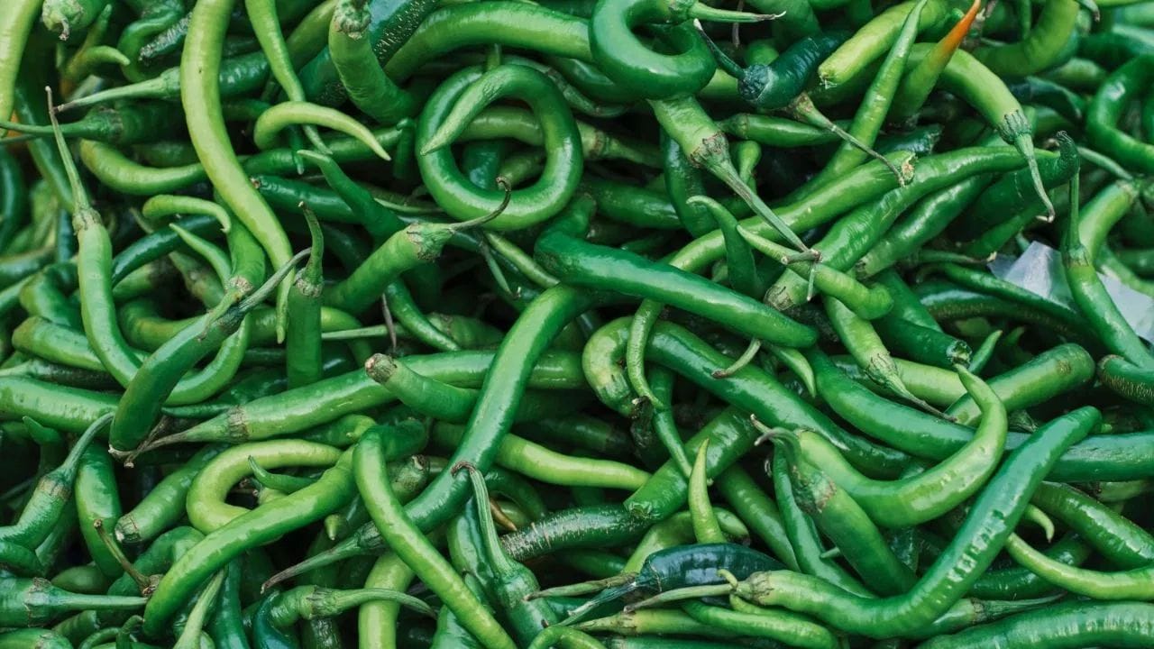 ભારતમાં મરચાં વગર ભોજન અધૂરું લાગે છે, પરંતુ તેની શરૂઆત મેક્સિકોમાં થઈ હતી. 1492માં Christopher Columbus(ક્રિસ્ટોફર કોલંબસ)એ મરચાંની ઓળખ કરી હતી. ત્યારબાદ પોર્ટુગીઝ વેપારીઓ તેને ભારત લાવ્યા. શરૂઆતમાં મરચાંની ખેતી માત્ર ગોવામાં થતી હતી, પરંતુ પછી ધીમે ધીમે આખા દેશમાં ફેલાઈ ગઈ. આજે ભારત મરચાંના ઉત્પાદન માટે વિશ્વમાં અગ્રેસર છે.