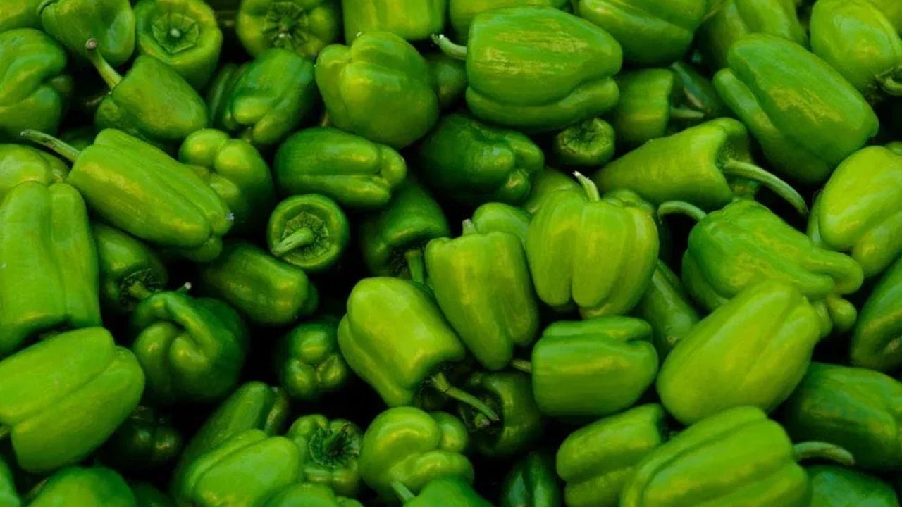 શિમલા મરચું પણ વિદેશી મૂળ ધરાવે છે. તેનો ઉદ્ભવ ઉત્તર અમેરિકા અને મેક્સિકોમાં થયો હતો. ભારત લાવવામાં આવ્યા પછી તેની ખેતી શિમલા, દાર્જિલિંગ અને નિલગિરી જેવા ઠંડા વિસ્તારોમાં શરૂ થઈ. એથી તેનું નામ ‘શિમલા મરચું’ પડ્યું.