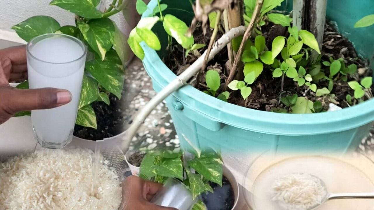 ઘરમાં રોજ બનતી દાળ અને ચોખાના ધોયેલાં પાણીને સામાન્ય રીતે ફેંકી દેવામાં આવે છે, પરંતુ તે પણ છોડ માટે લાભદાયી છે. આ પાણીમાં રહેલા પોષક તત્વો જમીનને સમૃદ્ધ બનાવે છે અને છોડના પાંદડા પીળા પડતા અટકાવે છે.