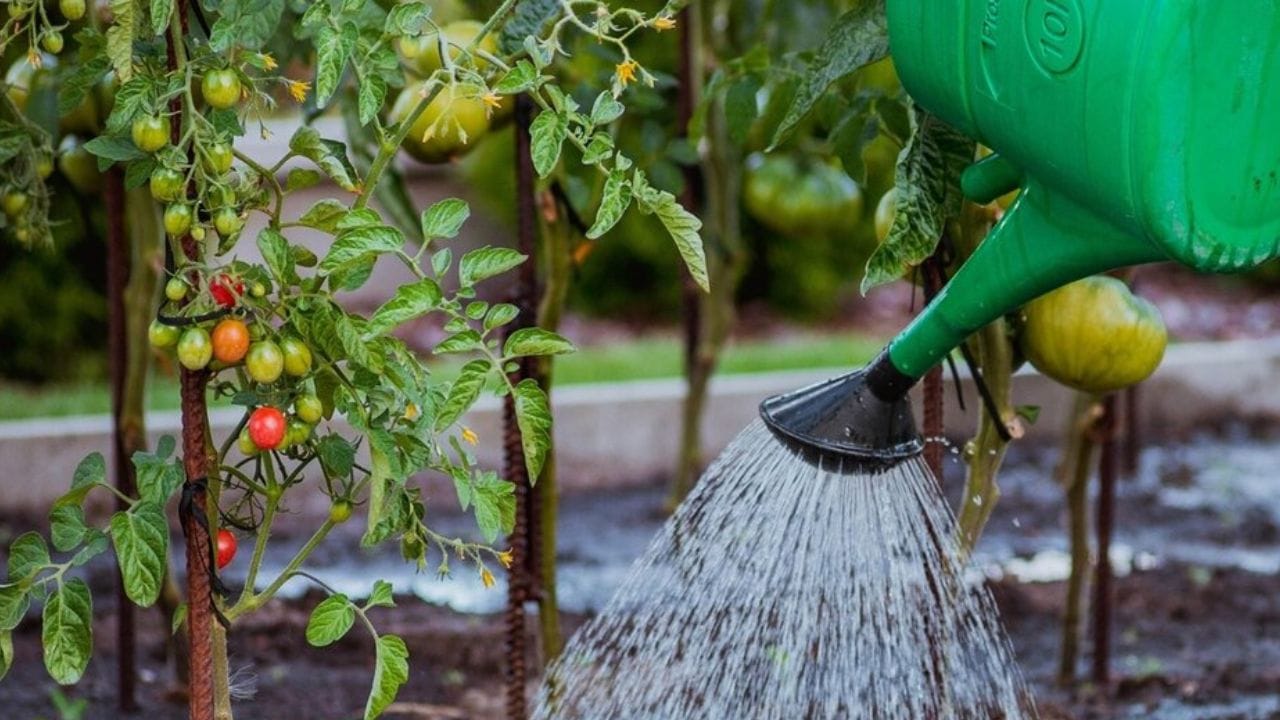 મેક્સિકો આ યાદીમાં સાતમા ક્રમે છે. જે વાર્ષિક આશરે 89.8 બિલિયન ક્યુબિક મીટર પાણીનો ઉપયોગ કરે છે. જેનો મોટો ભાગ શહેરી પાણી પુરવઠા અને કૃષિ માટે વપરાય છે. (ફોટો ક્રેડિટ-Google)