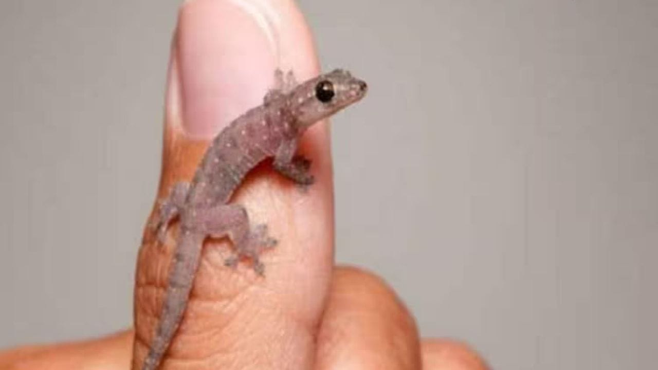 સ્વપ્ન શાસ્ત્ર અનુસાર, જો તમને સપનામાં ગરોળીનું બચ્ચુ દેખાય છે તો તેનો અર્થ એ છે કે તમને ભવિષ્યમાં ઘણી સમસ્યાઓનો સામનો કરવો પડી શકે છે. તમે જે પણ કાર્ય કરો છો તે પૂર્ણ થવામાં સમય લાગી શકે છે.