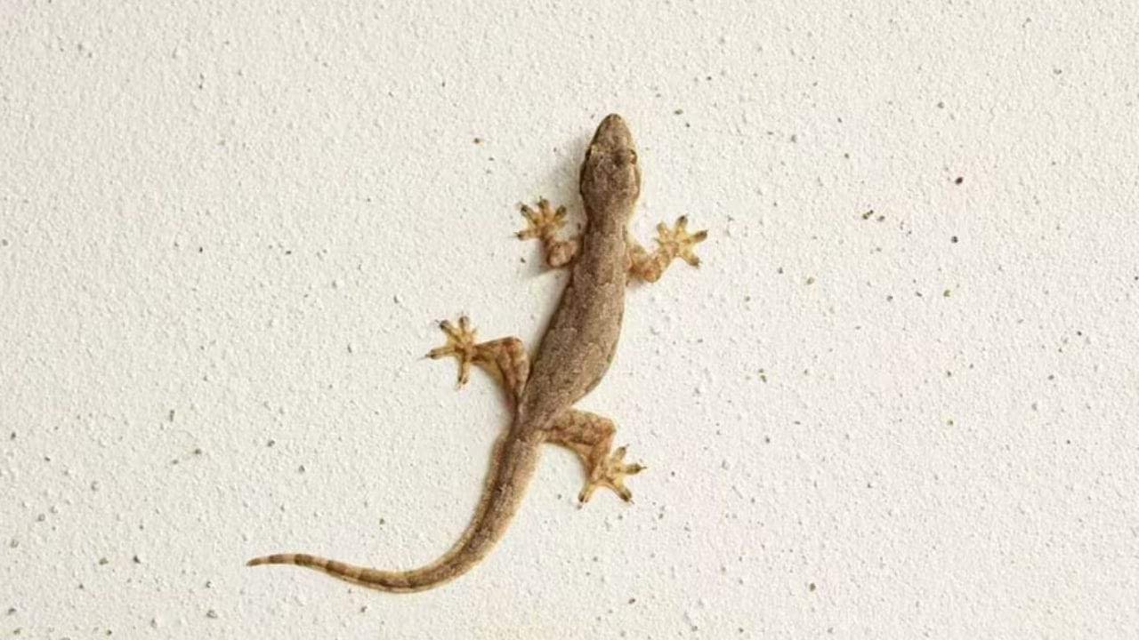 જોકે, જો તમે ગરોળીને તમારા ડાબા ખભા પર ચઢતી જુઓ છો, તો તેનો અર્થ એ છે કે તમારા નવા દુશ્મનો સામે આવી શકે છે. 