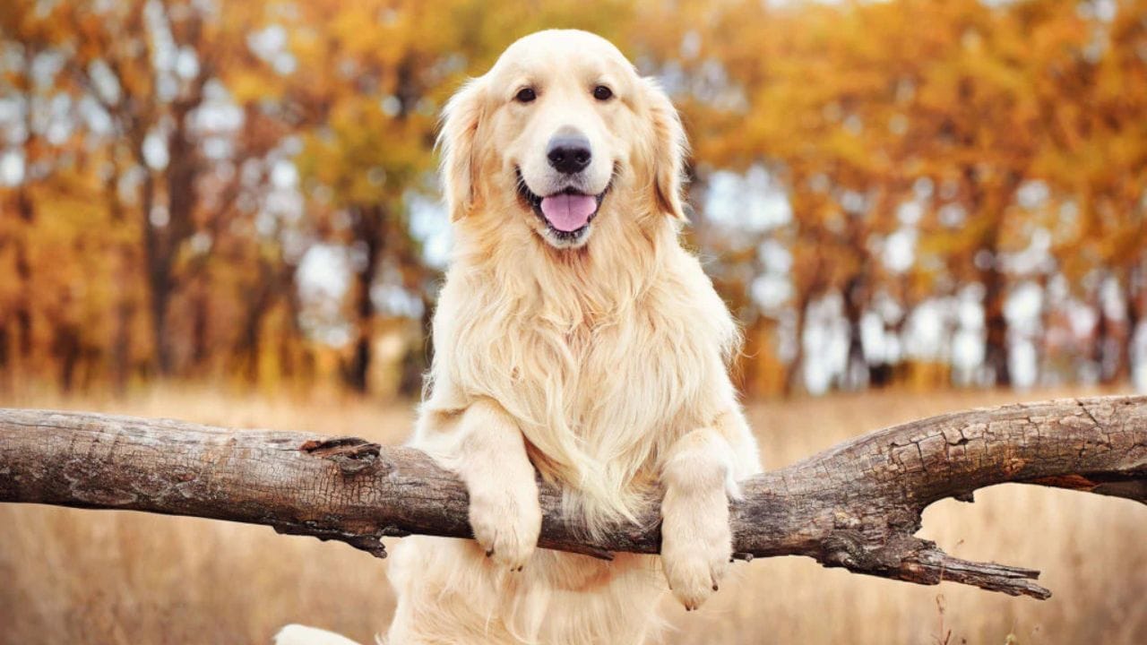 ગોલ્ડન રિટ્રીવર (Golden Retrievers): જો તમે અત્યંત ભાવુક અને વફાદાર સાથી શોધી રહ્યા હોવ, તો ગોલ્ડન રિટ્રીવરથી શ્રેષ્ઠ કંઈ નથી. 2026માં પરિવારોમાં તેમની માંગ વધી છે કારણ કે તેઓ અત્યંત ધીરજવાન હોય છે. તેમને માનવીય પ્રેમની ખૂબ જરૂર હોય છે અને તેઓ બાળકો સાથે અદભૂત રીતે વર્તે છે. જોકે, તેમના લાંબા વાળની જાળવણી (Grooming) થોડી મહેનત માંગી લે છે.
