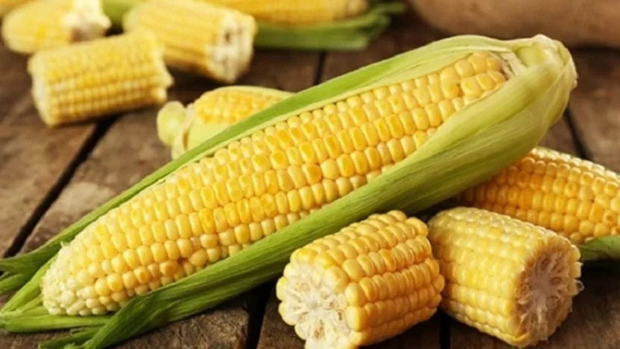 મકાઈ, જેને આપણે ભુટ્ટા તરીકે ઓળખીએ છીએ, તેનું મૂળ મેક્સિકોમાં છે. Christopher Columbus(ક્રિસ્ટોફર કોલંબસ) દ્વારા તે યુરોપમાં પહોંચાડવામાં આવી અને પછી પોર્ટુગીઝ વેપારીઓ દ્વારા એશિયામાં લાવવામાં આવી. ભારતમાં તેની ખેતી સૌથી પહેલા ગુજરાત, પંજાબ અને હરિયાણા જેવા રાજ્યોમાં શરૂ થઈ હતી.