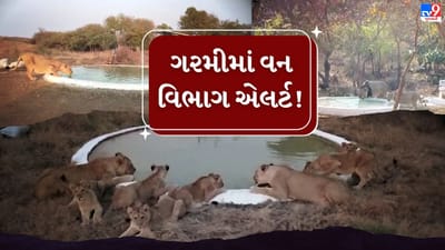Breaking News : અમરેલીમાં ગરમી વચ્ચે સિંહ સહિત વન્યપ્રાણીઓ માટે 8 રેન્જમાં કરાઈ ખાસ સગવડ