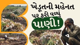 અમરેલીમાં કમોસમી વરસાદથી ડુંગળી પાકને ભારે નુકસાન, ખેડૂત ચિંતામાં