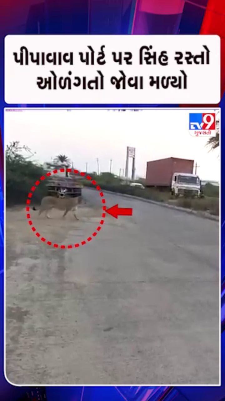 પીવાવાવ પોર્ટ પર વન વિભાગે રસ્તો ક્રોસ કરાવ્યો