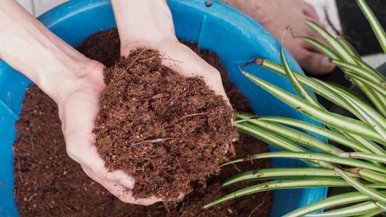 ઘરે છોડ માટે કોકોપીટ બનાવો: નારિયેળના છાલનો સૌથી ઉત્તમ ઉપયોગ બાગકામમાં થાય છે. આ છાલની ઉપર રહેલ ભૂક્કી જેવો પાવડરી પદાર્થ 'કોકોપીટ' તરીકે ઓળખાય છે. તેમાં જમીનમાંથી ભેજ શોષવાની અસાધારણ ક્ષમતા હોય છે અને તે તેના પોતાના વજન કરતાં અનેક ગણું પાણી જાળવી શકે છે. જો તમે તેને કુંડાવાળી માટીમાં ભેળવી દો છો, તો ઉનાળાની તીવ્ર ગરમીમાં પણ તમારે તમારા છોડને વારંવાર પાણી આપવાની જરૂર રહેશે નહીં. મૂળને ઠંડુ રાખવા ઉપરાંત, તે જમીનને વાયુયુક્ત બનાવે છે, જેનાથી મૂળના વિકાસમાં નોંધપાત્ર વેગ આવે છે. (ફોટો ક્રેડિટ-સોશિયલ મીડિયા)