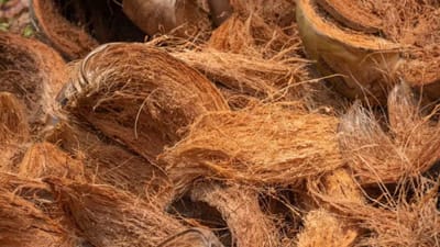 કેટલીકવાર, જે વસ્તુઓ આપણે નકામી માનીએ છીએ અને ફેંકી દઈએ છીએ તે ખરેખર આપણા રોજિંદા કામકાજને નોંધપાત્ર રીતે સરળ બનાવી શકે છે. શું તમે નારિયેળની કાંચલી પર રહેલ છાલને ફેંકી દો છો? જો આમ કરતા હોવ તો આજથી જ બંધ કરી દેજો, કારણ કે આ છોતરા ખરેખર ઘણા ઉપયોગી છે. તેના અલગ અલગ ઉપયોગ જાણીને તમે પણ આજથી તેને ફેંકવાનું બંધ કરી દેશો. (ફોટો ક્રેડિટ-સોશિયલ મીડિયા)