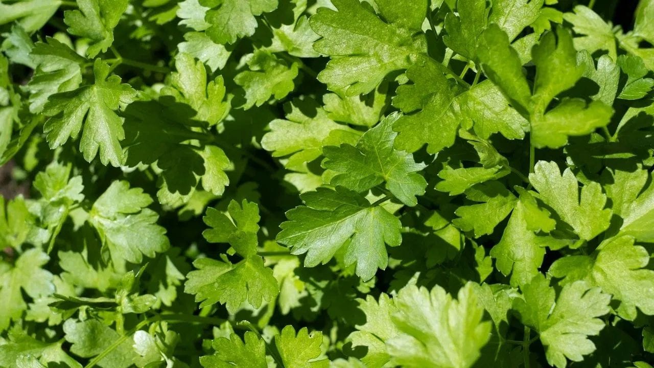 કોથમીરમાં રહેલ ફાઈબર પાચનને વધુ સરસ બનાવે છે. તે ગેસ, અપચો અને બ્લોટિંગ (પેટ ફૂલવું) જેવી તકલીફોને દૂર કરવામાં મદદરૂપ સાબિત થઈ શકે છે. જો તમે તમારા પાચનતંત્રને સ્વસ્થ રાખવા માંગતા હોવ, તો દરરોજ ભોજનમાં કોથમીરનો સમાવેશ કરવો ફાયદાકારક રહેશે.