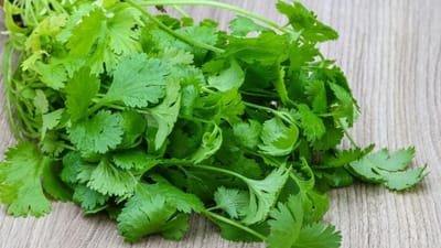 કોથમીર બ્લડ શુગર લેવલને નિયંત્રિત કરવામાં મદદ કરી શકે છે. તેમાં રહેલા કેટલાક એન્ઝાઇમ્સ શુગર લેવલ ઘટાડવામાં મદદરૂપ માનવામાં આવે છે. આ સાથે જ, તેમાં ફાઈબરનું પ્રમાણ સારું હોય છે અને તેનો ગ્લાયસેમિક ઇન્ડેક્સ ઓછો હોય છે, જે તેને ડાયાબિટીસના દર્દીઓ માટે એક ઉત્તમ વિકલ્પ બનાવે છે. તમે ઈચ્છો તો કોથમીરનું પાણી બનાવીને પણ તેનું સેવન કરી શકો છો.