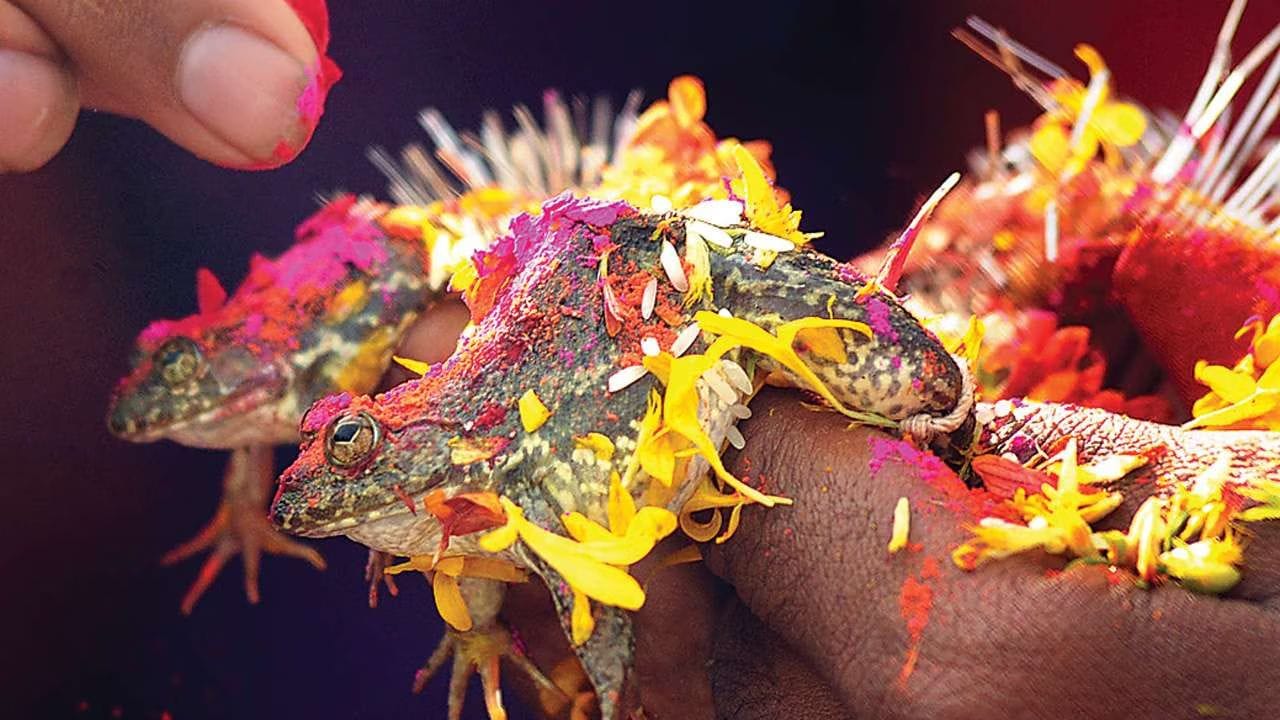 ભારતને ગામડાઓનો દેશ કહેવામાં આવે છે. દેશના 7 લાખથી વધુ ગામડાઓ પોતાની આગવી વિશેષતા માટે જાણીતા છે. પરંતુ ઉત્તર-પૂર્વ ભારતના અસમ રાજ્યમાં આવેલું રંગદોઈ ગામ (Rangdoi Village) પોતાની એક વિલક્ષણ પરંપરાને કારણે વિશ્વભરમાં આકર્ષણનું કેન્દ્ર બન્યું છે. અહીં દેડકાઓના લગ્ન કોઈ રાજવી લગ્નથી ઓછા હોતા નથી.(Image Credit: Google)