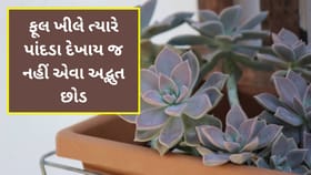 ફક્ત ફૂલોથી છવાયેલા અનોખા છોડ – જ્યાં પાંદડાં હોતા નથી