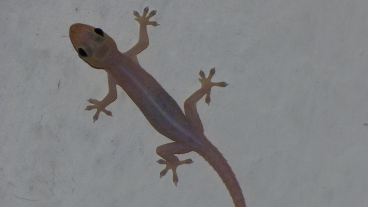 ગરોળી સામાન્ય રીતે ખોરાકની શોધમાં ઘરમાં આવે છે, જેમ કે જંતુઓ. તેઓ ઘરના તાપમાન અને ભેજથી પણ આકર્ષાય છે. તેઓ તડકાવાળા વિસ્તારોમાં પણ આશ્રય શોધી શકે છે. તેથી સ્વચ્છતા જાળવવી અને ભેજ ઘટાડવો એ પહેલું પગલું છે.