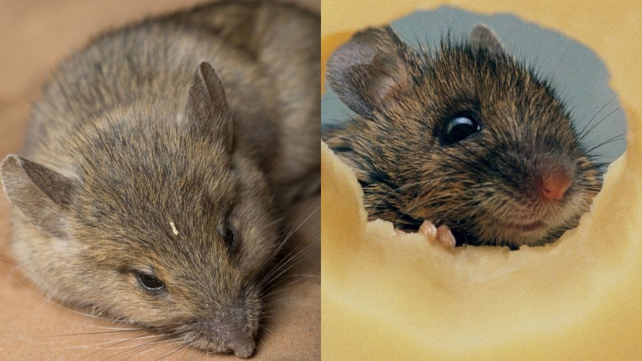 સામાન્ય રીતે ઉંદરો ખોરાકની શોધમાં અથવા ઠંડી અને વરસાદી મોસમ દરમિયાન આશ્રય માટે ઘરમાં પ્રવેશ કરે છે. ખાસ કરીને ખુલ્લો ખોરાક અને કચરો તેમને આકર્ષે છે. તેથી, ઘર સાફસૂફ રાખવું, ખોરાકને ઢાંકીને રાખવો અને બારીઓ-દરવાજાની નાની તિરાડો બંધ કરવી ખૂબ જરૂરી છે. આ નાની કાળજી મોટી સમસ્યાને ટાળી શકે છે.