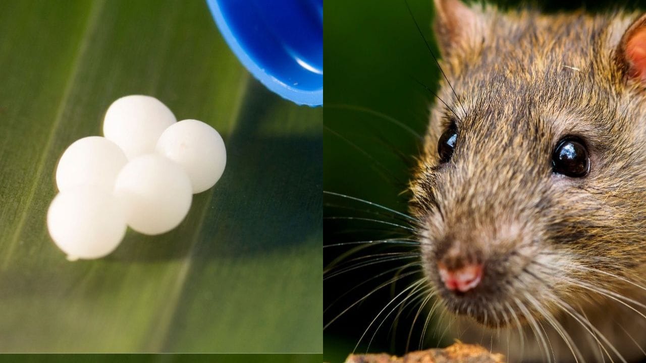 ફુદીનાનું તેલ ઉંદરોને દૂર રાખવામાં ખૂબ અસરકારક માનવામાં આવે છે. તેની તીવ્ર સુગંધ ઉંદરોને અસહ્ય લાગે છે. કપાસના ટુકડાઓ પર ફુદીનાનું તેલ લગાવીને ઘરના ખૂણાઓમાં મૂકી દેવાથી અથવા સીધું સ્પ્રે કરવાથી સારા પરિણામ મળે છે. આ સરળ ઉપાયથી ઉંદરો આપોઆપ દૂર રહેવા લાગે છે.