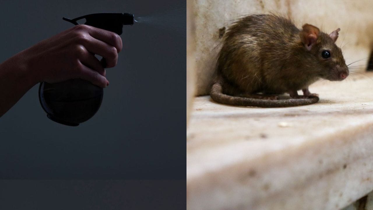 નેપ્થેલિન બોલ્સ પણ ઉંદરોને ભગાડવામાં મદદરૂપ થાય છે. તેની તીખી ગંધને કારણે ઉંદરો તે જગ્યાથી દૂર રહે છે. તમે આ બોલ્સને ઘરના ખૂણાઓમાં મૂકી શકો છો અથવા તેને કચડીને ડિટર્જન્ટ સાથે મિક્સ કરીને છાંટી શકો છો.