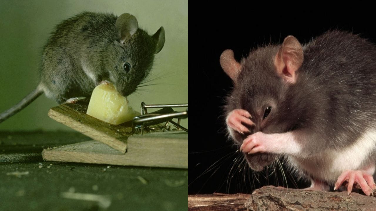 લાલ મરચાંનો પાવડર પણ એક અસરકારક ઘરેલું ઉપાય છે. ઉંદરો જ્યાંથી ઘરમાં પ્રવેશ કરે છે, ત્યાં આ પાવડર છાંટવાથી તેઓ ફરી પાછા આવવાનું ટાળે છે. જોકે, આ ઉપાય કરતી વખતે ખાસ ધ્યાન રાખવું જોઈએ કે બાળકો અને પાળતુ પ્રાણીઓથી દૂર રાખો.