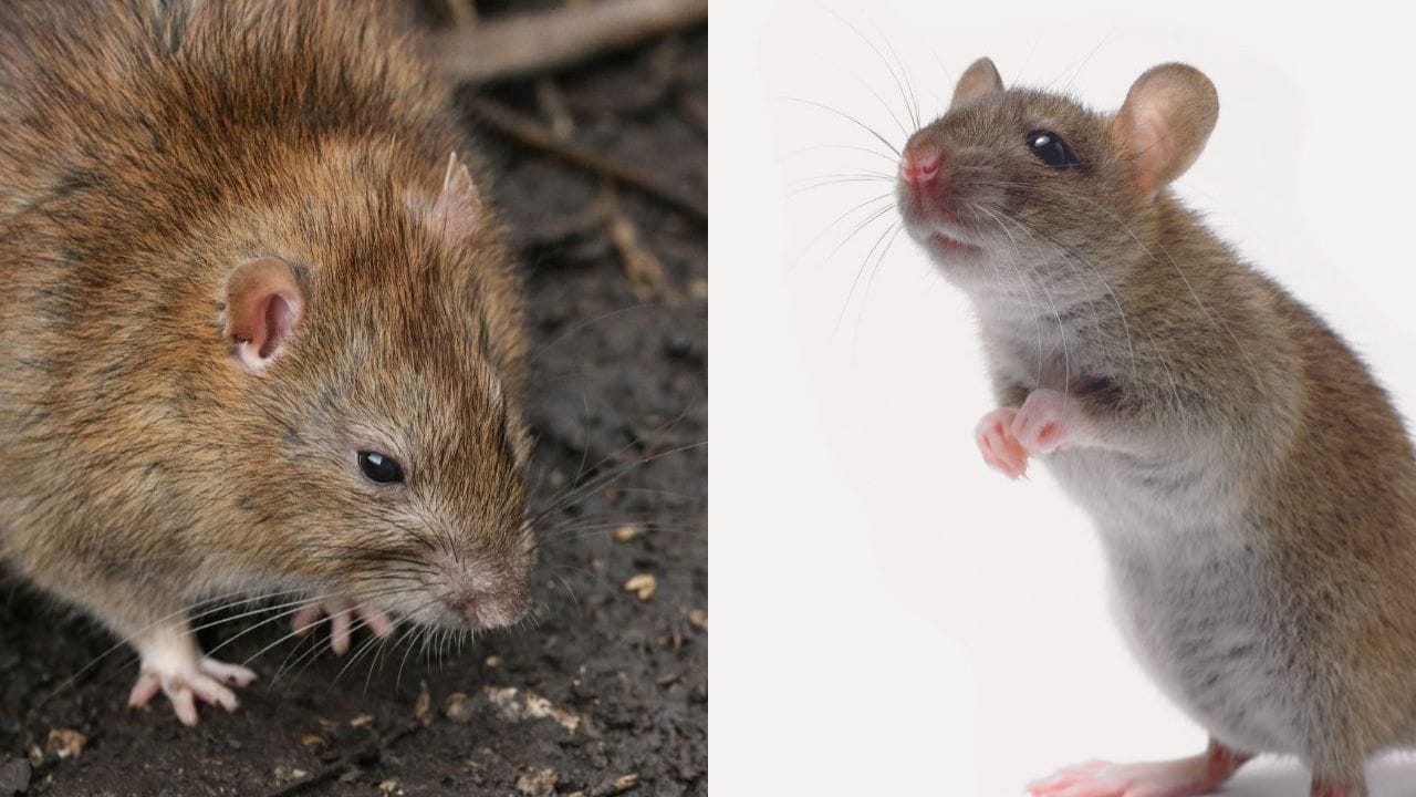 આ રીતે, થોડા સરળ અને કુદરતી ઉપાયો અપનાવીને તમે ઝેરનો ઉપયોગ કર્યા વગર જ તમારા ઘરને ઉંદરમુક્ત બનાવી શકો છો. નિયમિત સફાઈ અને થોડી કાળજી રાખવાથી આ સમસ્યાનો કાયમી ઉકેલ મળી શકે છે.