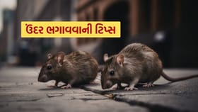 ઉંદરોથી મળશે મુક્તિ, આ ટિપ્સ વડે ઊભી પુંછડીએ ઘરમાંથી ભાગશે ઉંદર
