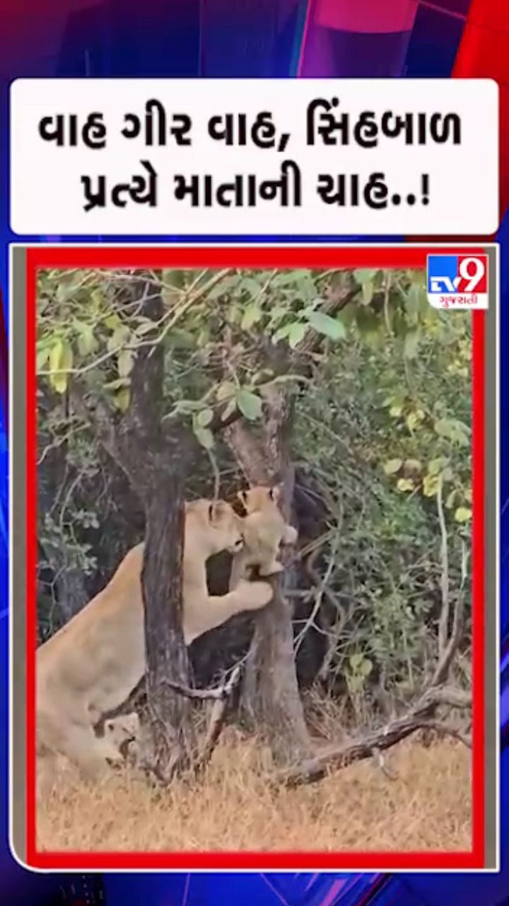 ગીરમાં સિંહણનું હેત, શાવક હેમખેમ..!