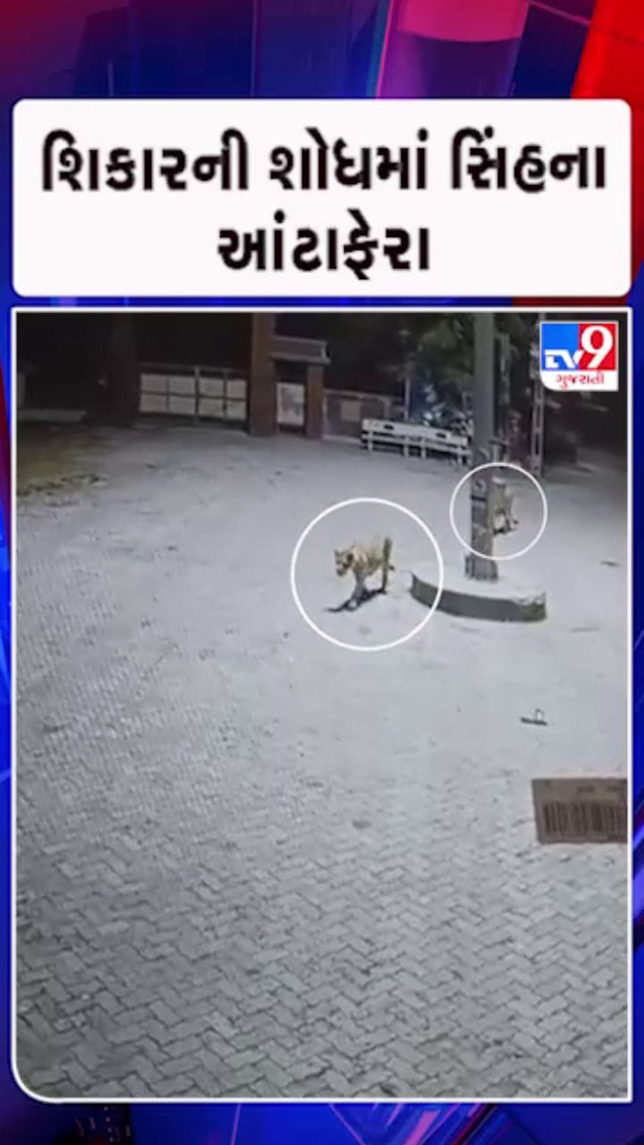 વેરાવળના સીમાર ગામે સિંહના ધામા