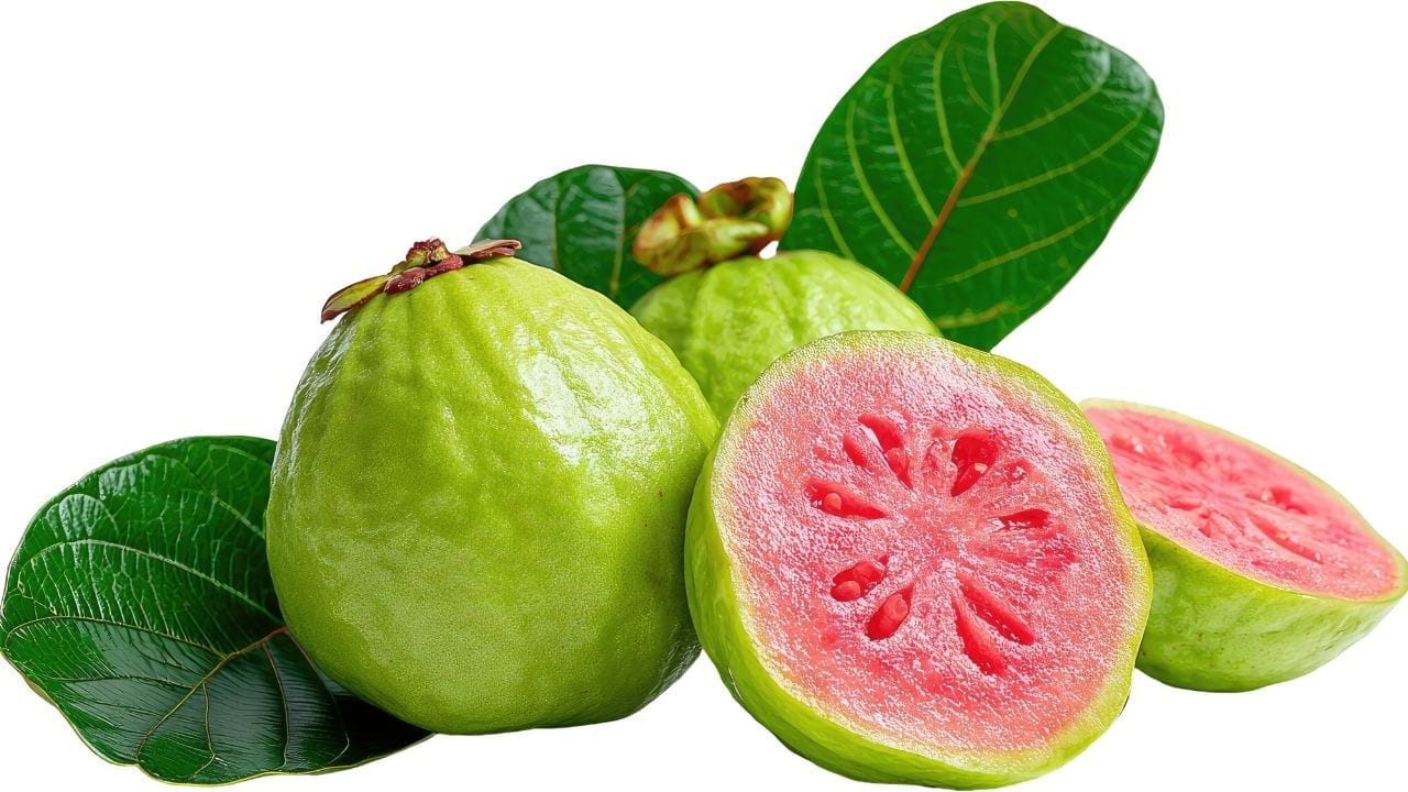 જામફળના પાન પાચન તંત્ર માટે ખૂબ ઉપયોગી છે. તેના ઉકાળેલા પાણીનું સેવન કરવાથી અપચો, ગેસ અને અન્ય પાચન સંબંધિત સમસ્યાઓમાં રાહત મળે છે. આ સાથે તે પાચન પ્રક્રિયાને સુધારે છે અને શરીરમાં પોષક તત્વોના શોષણને વધુ અસરકારક બનાવે છે.