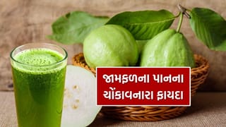 Guava Leaf Benefits : જામફળ જ નહીં તેના પાન પણ શરીર માટે છે ચમત્કારિક, તેનું પાણી પીવાના ફાયદા જાણો