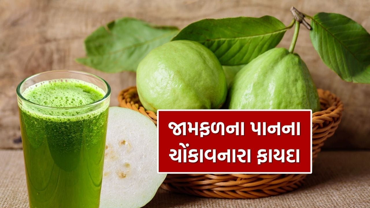 જામફળ માત્ર સ્વાદિષ્ટ ફળ જ નથી, પરંતુ તેના પાન પણ સ્વાસ્થ્ય માટે ખૂબ જ લાભદાયક માનવામાં આવે છે. ઘણા નિષ્ણાતોના મત મુજબ, પોષણની દ્રષ્ટિએ જામફળના પાન ફળ કરતાં પણ વધુ ફાયદાકારક હોઈ શકે છે. ખાસ કરીને જો આ પાનને પાણીમાં ઉકાળી સવારે ખાલી પેટે પીવામાં આવે, તો તે શરીરને અનેક રીતે લાભ પહોંચાડે છે.