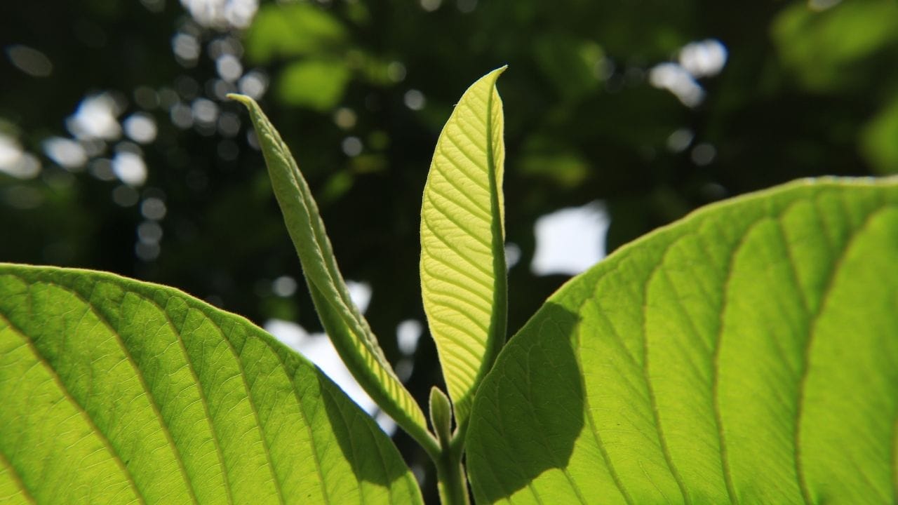 સવારે ખાલી પેટે જામફળના પાન ચાવવાથી અથવા તેનું પાણી પીવાથી વજન નિયંત્રણમાં મદદ મળે છે, બ્લડ સુગર લેવલ સંતુલિત રહે છે અને કોલેસ્ટ્રોલ ઘટાડવામાં સહાય થાય છે. આ ઉપરાંત, તે ચયાપચય (મેટાબોલિઝમ) વધારવામાં મદદરૂપ થાય છે અને શરીરમાં ઓક્સિજનનું સંચાલન સુધારે છે.