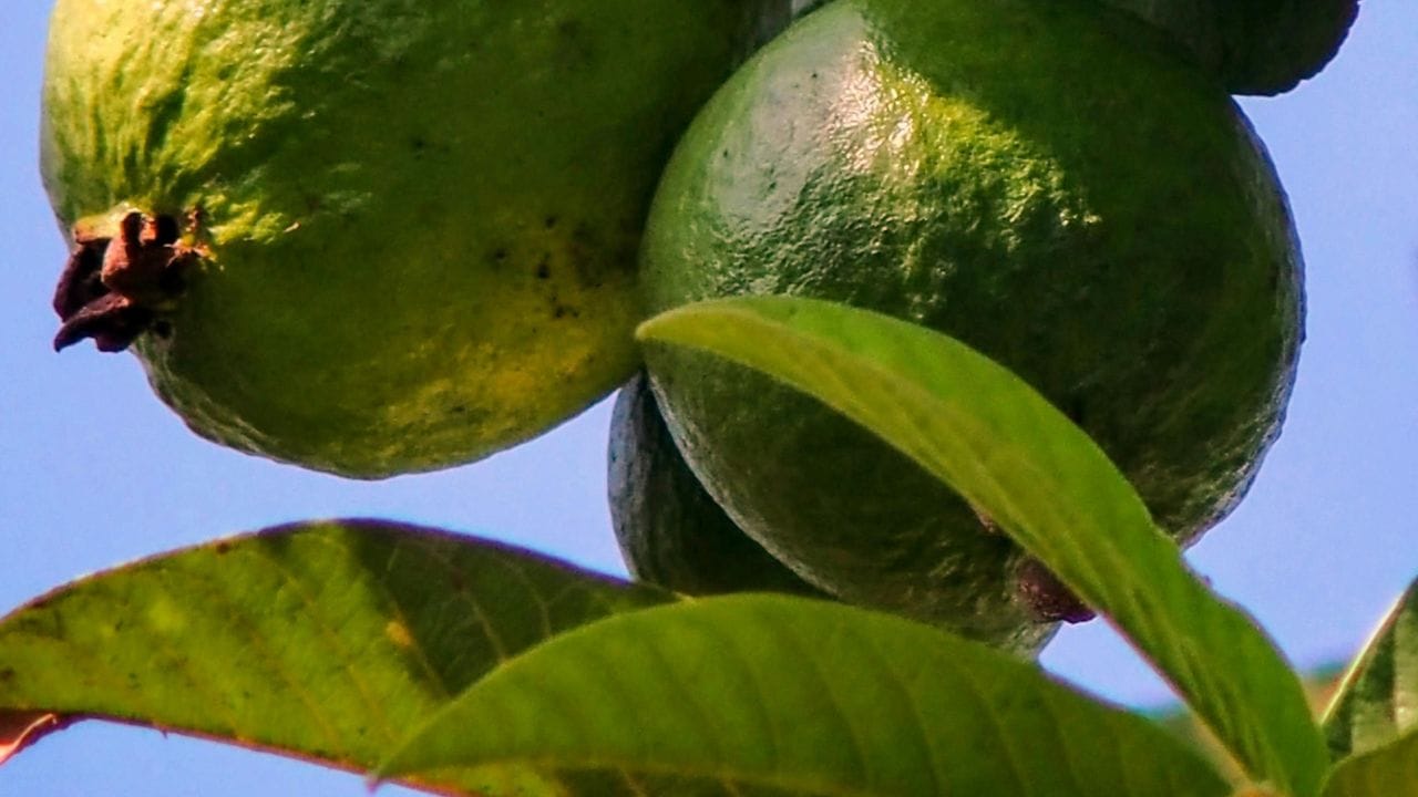 જામફળના પાન ત્વચા માટે પણ ખૂબ જ ફાયદાકારક છે. તેમાં રહેલા એન્ટીઑકિસડન્ટ ત્વચાને યુવાન રાખવામાં મદદ કરે છે. જામફળના પાનની પેસ્ટને દહીં, મુલતાની માટી અને મધ સાથે મિક્સ કરીને બનાવેલો ફેસ માસ્ક ત્વચાને નિખાર આપે છે અને ડાઘ-ધબ્બા દૂર કરવામાં મદદરૂપ થાય છે.