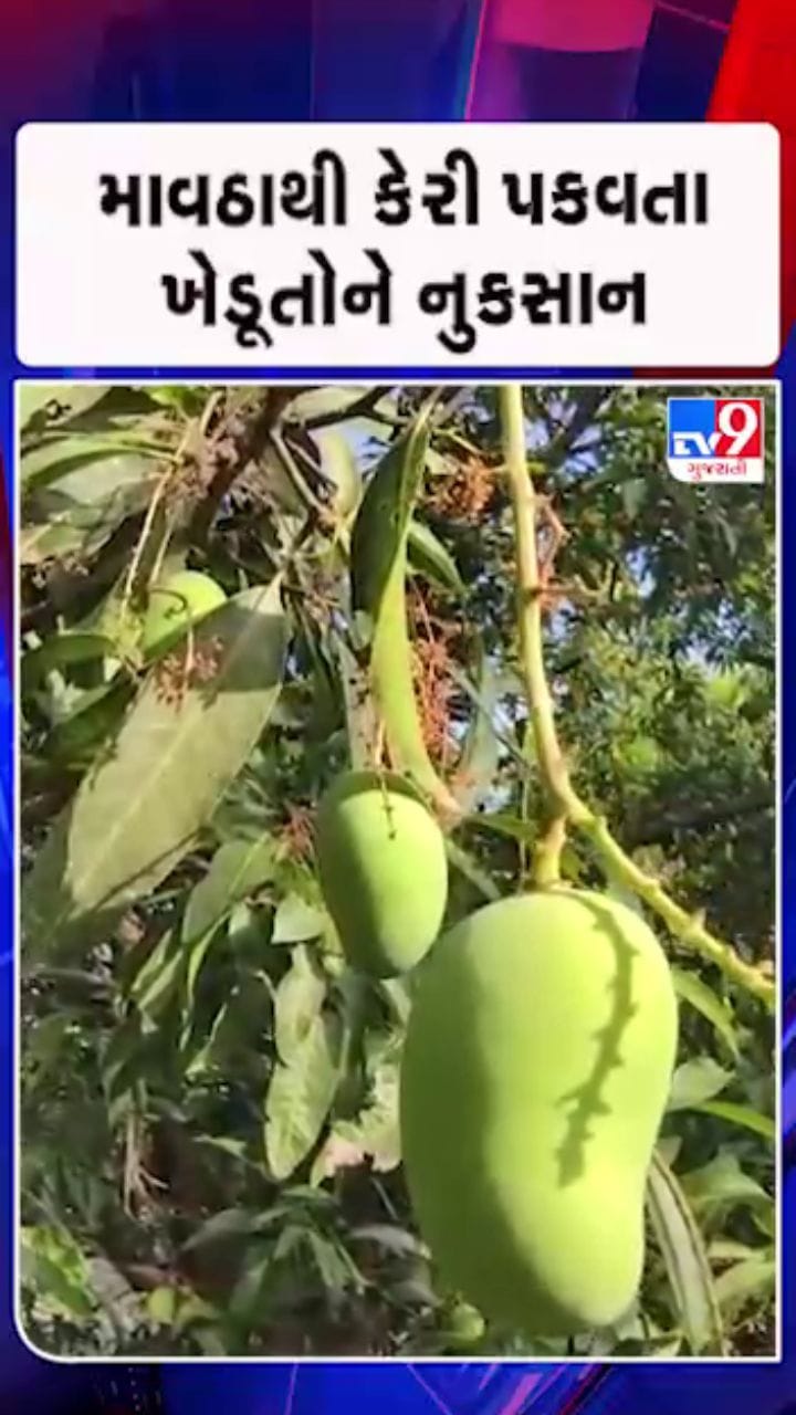 કમોસમી વરસાદથી તમામ કેરીઓ ખરી પડી