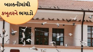 Tips and Tricks: બાલ્કનીમાં કબૂતરોનો આતંક! આ સરળ પદ્ધતિઓથી મળશે છૂટકારો