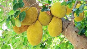 ઉનાળામાં ફણસનું સેવન ચોક્કસ કરવું જોઈએ