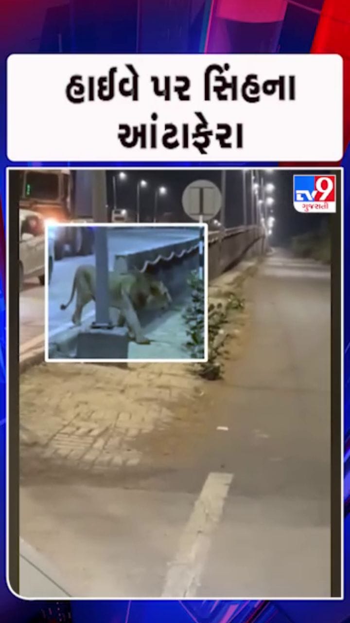 જાફરાબાદમાં સાવજની જોખમી લટારના દ્રશ્યો