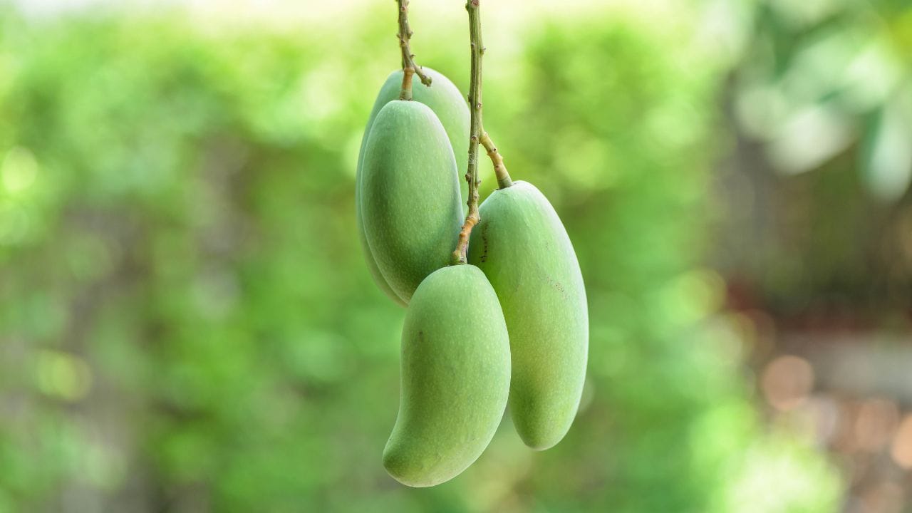 ભારતમાં કાચી કેરીનો ઉપયોગ વિવિધ સ્વાદિષ્ટ વાનગીઓ બનાવવા માટે થાય છે. તેમાં કેરીનું અથાણું, ચટણી, કેરી પાપડ, કેન્ડી અને લોંજી જેવી અનેક વાનગીઓનો સમાવેશ થાય છે. આ બધું જ સ્વાદમાં લાજવાબ હોવા ઉપરાંત આરોગ્ય માટે પણ ફાયદાકારક છે.