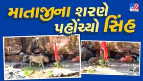 સાવજ પહોંચ્યો માતાજીના ચરણોમાં, શેત્રુંજય ડુંગર પર સર્જાયો અદભૂત નજારો