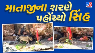 સાવજ પહોંચ્યો માતાજીના ચરણોમાં, શેત્રુંજય ડુંગર પર સર્જાયો અદભૂત નજારો, જુઓ વીડિયો
