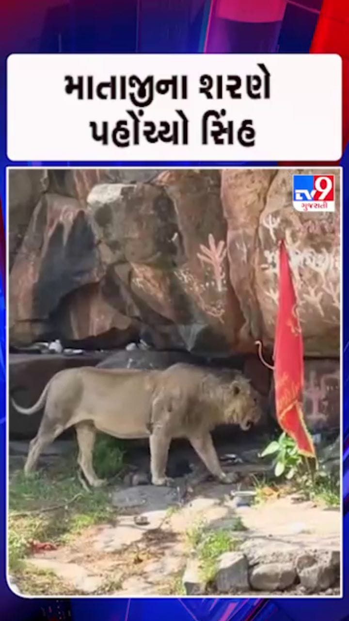 સાવજના શેત્રુંજય ડુંગર પર ધામા