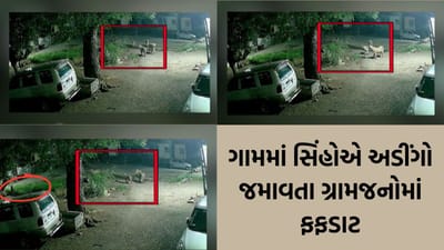 ગીર સોમનાથના ગીર ગઢડામાં મધરાત્રે સિંહોએ નાખ્યા ધામા, હાઉસિંગ બોર્ડ કોલોનીમાં આખો સાવજ પરિવાર આવી ચઢતા હાહાકાર
