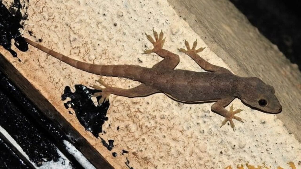 ઈંડાના છીપની ગંધ ગરોળીને પણ પરેશાન કરે છે. ઈંડાના છીપને સારી રીતે વાટી લો અને ગરોળીના રહેઠાણમાં ખાસ કરીને રસોડાના કાઉન્ટર, કબાટ અથવા કેબિનેટ પર મૂકો. ગરોળી ત્યા ફરકશે પણ નહીં.
ગરોળીની આંખો તીવ્ર ગંધ અને મસાલાથી બળી શકે છે. એક ગ્લાસ પાણીમાં કાળા મરી, લાલ મરચાંનો પાવડર અથવા મરચાંના ટુકડા મિક્સ કરો. આ પાણી ગરોળીના રહેઠાણ પર છાંટો. ગરોળી ડરી જશે અને ભાગી જશે.