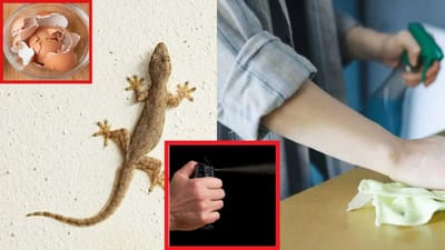 ઉનાળો શરૂ થયો ત્યારથી ગરોળી એક સમસ્યા બની ગઈ છે, આ પદ્ધતિઓ તમને તેનાથી છુટકારો મેળવવામાં મદદ કરશે