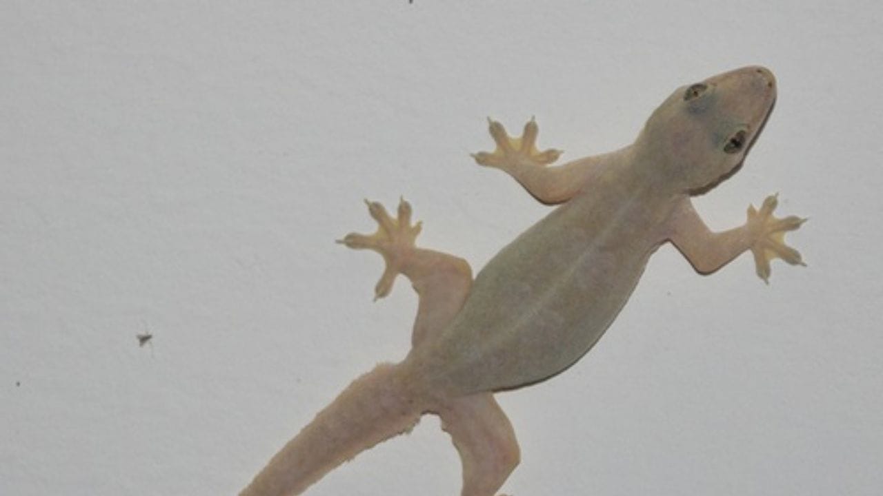 બીજી અસરકારક પદ્ધતિ એ છે કે કોફી પાવડર અને તમાકુ ભેળવીને નાના ગોળા બનાવો. ગોળા તૈયાર કરવા માટે પાણીનો ઉપયોગ કરો અને તેમને ગરોળીના રહેઠાણમાં મૂકો. ગરોળી તેમને ખાઈ જશે અને ડરીને દૂર જશે.