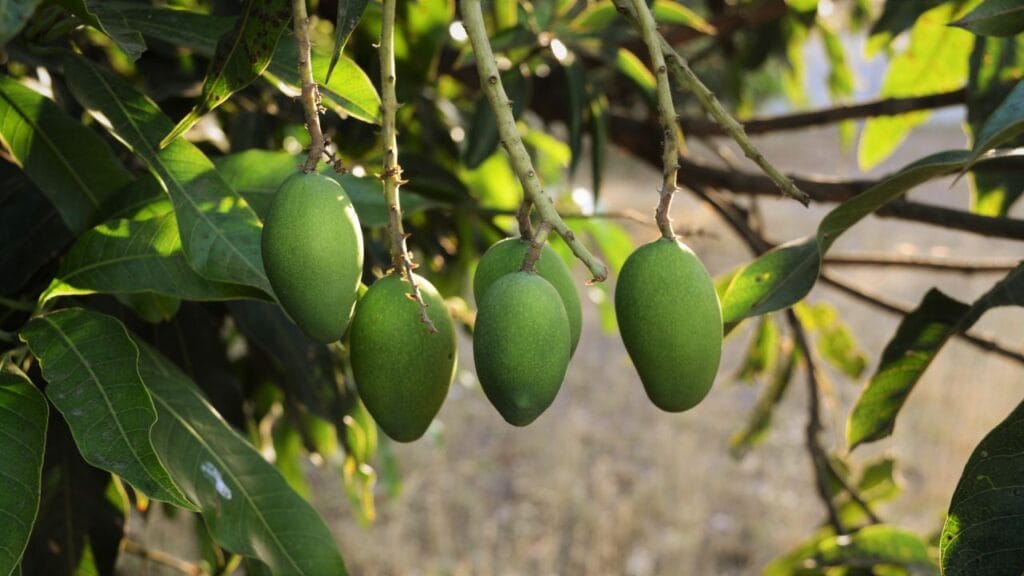Rent A Tree India Lease Mango Tree and Get Fresh Mangoes Delivered Home This Summer