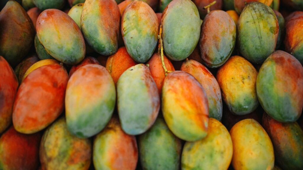 Rent A Tree India Lease Mango Tree and Get Fresh Mangoes Delivered Home This Summer