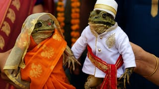 Wedding Ritual: ભારતનું એક એવું ગામ જ્યાં માણસો નહીં પણ દેડકા પરણે છે ! આખું ગામ બને છે જાનૈયા અને શાસ્ત્રોક્ત વિધિથી થાય છે લગ્ન