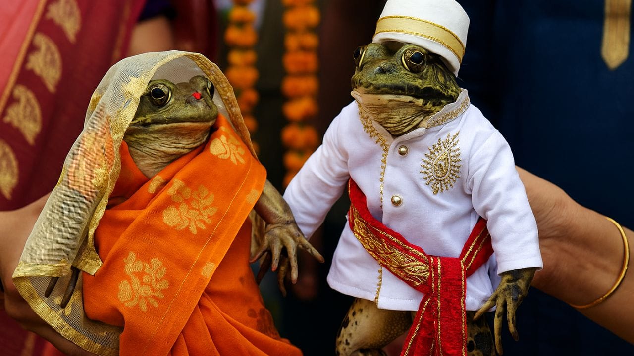આખરે કેમ કરાવવામાં આવે છે આ લગ્ન?: આ પરંપરા પાછળ એક અતૂટ શ્રદ્ધા અને આર્થિક કારણ જોડાયેલું છે. સ્થાનિક લોકોની એવી માન્યતા છે કે જો જંગલી દેડકાઓને પકડીને તેમના લગ્ન કરાવવામાં આવે, તો તેનાથી વરસાદના દેવતા (વરુણ દેવ) પ્રસન્ન થાય છે. (Image Credit: Medium)