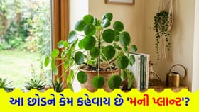 'મની પ્લાન્ટ' પર પૈસા નથી ઉગતા છતાં કેમ છે 'આવું નામ' ?